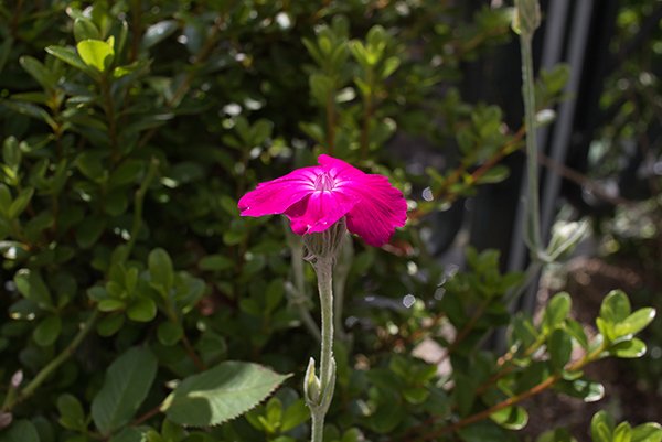 isolated pink flower