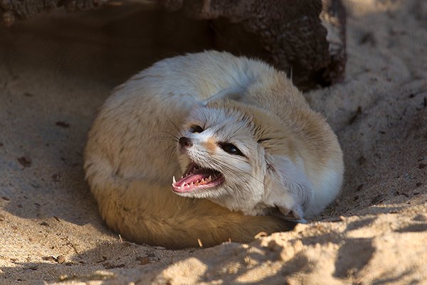 baby fennec fox in the zoo