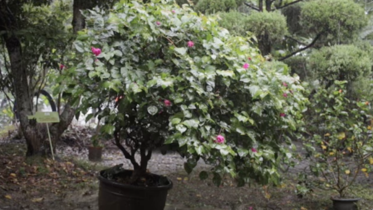 Big flower pot under the rain