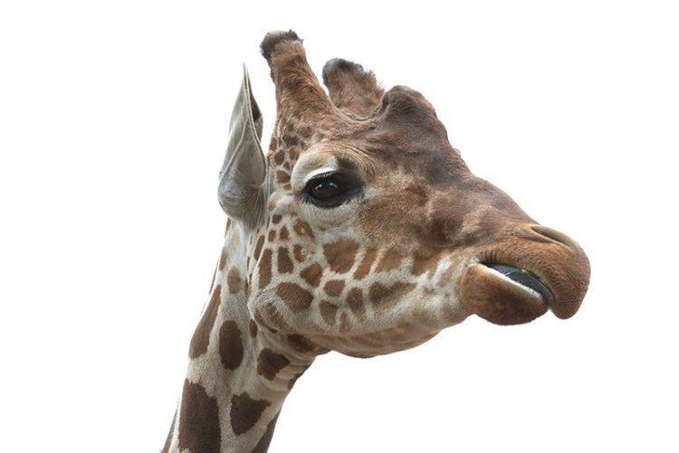 face of a baby giraffe