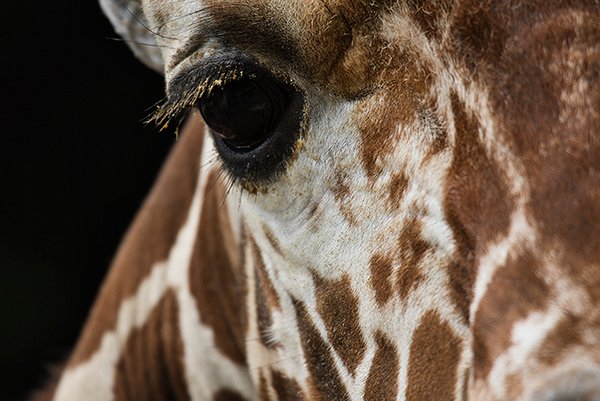 eyes of a giraffe