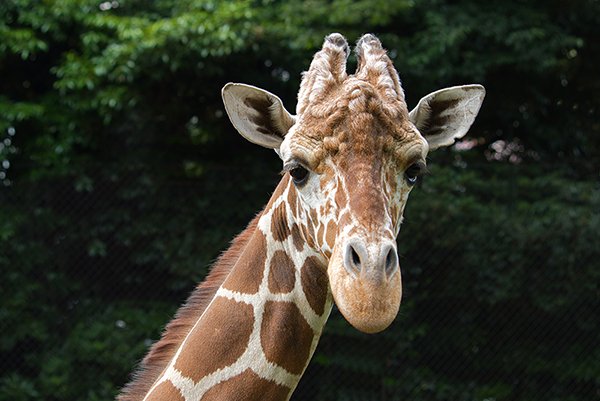 giraffe looking at the camera