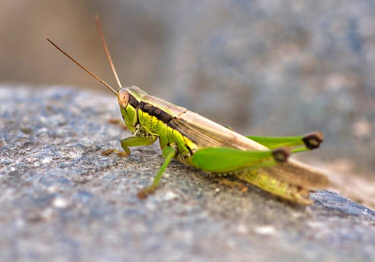 close up of a grasshopper