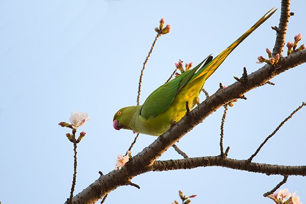 Green parrot on a sakura tree