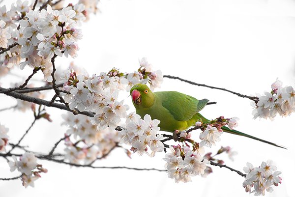 Green parrot eating sakura flowers