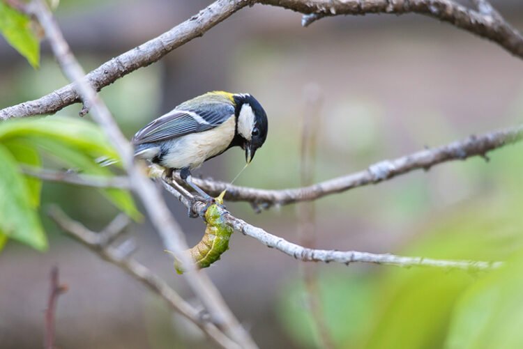 bird eating the green caterpillar