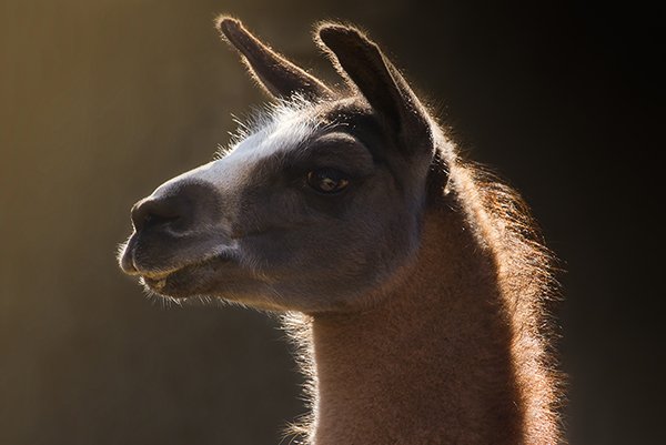 lama enjoying the sun