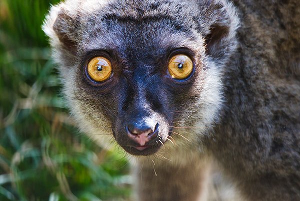 lemur looking at the camera