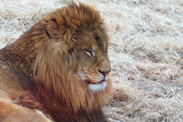 old lion sleeping