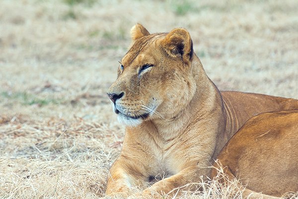 lioness in a playful mood