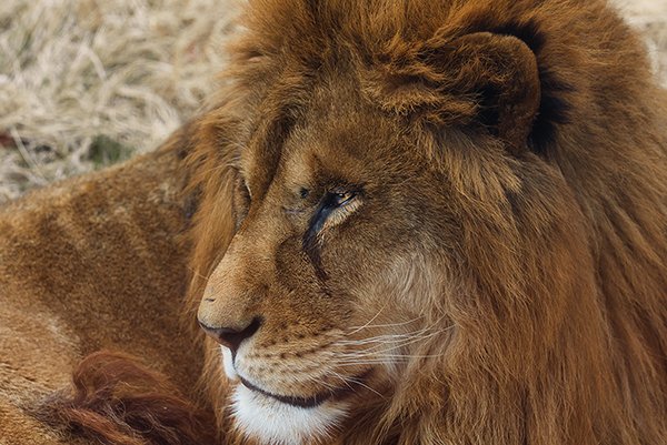 Close up of a lion in the zoo