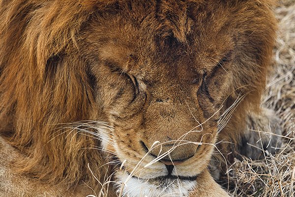 Big lion sleeping