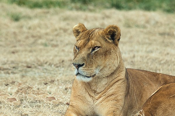 lioness resting in the zoo