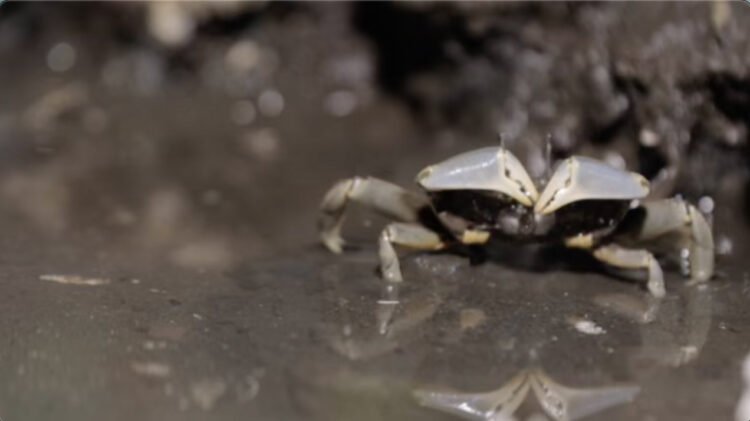 mud crab in the mud