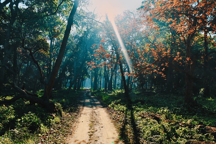 forest area in India