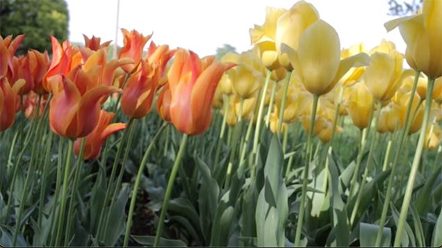 yellow and orange tulip in the tulip garden