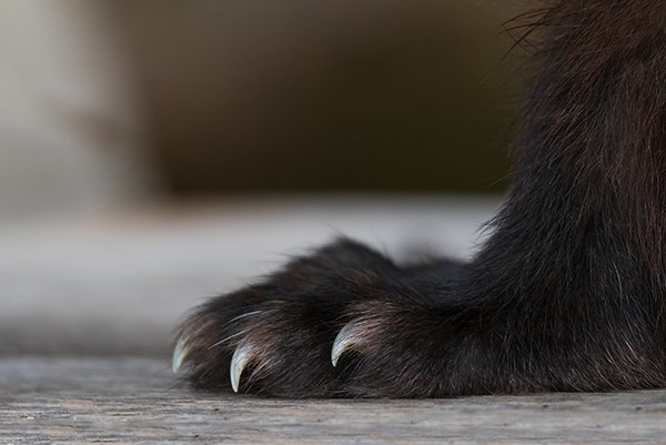 paw of the panda