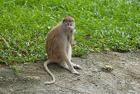 patas monkey on the road side