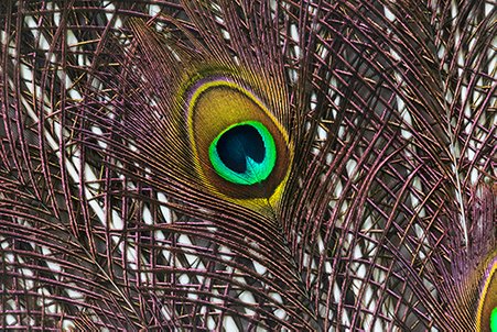 a colorful peacock wing