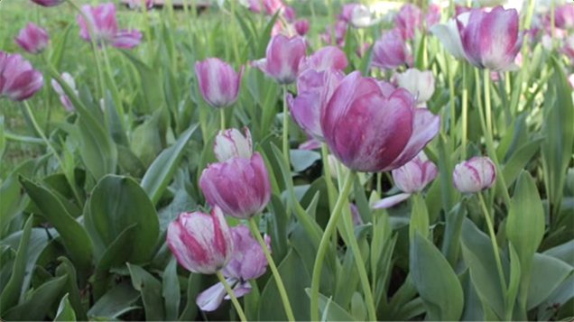 Pink tulip in the tulip field