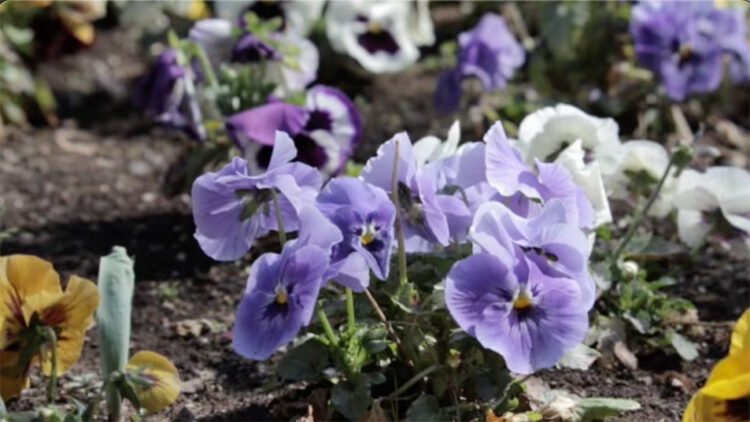 Purple seasonal flower in the garden