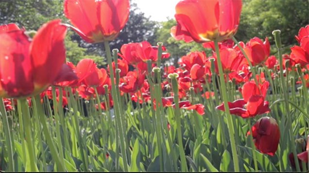 Red Tulip Garden