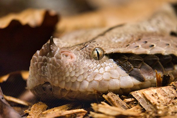 A close up of a snake eyes