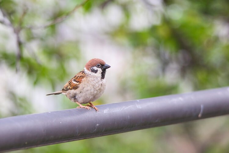 Baby sparrow on the steel fence