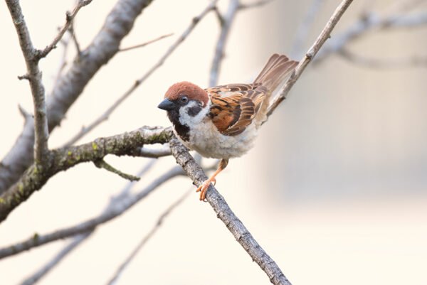 Sparrow looking at the camera