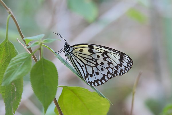 large tree butterfly on the leaf