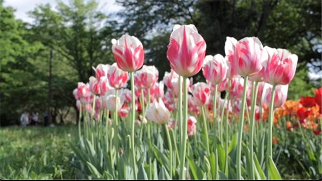 pink tulips in the tulip field