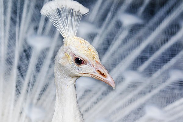 White peacock closeup with crest