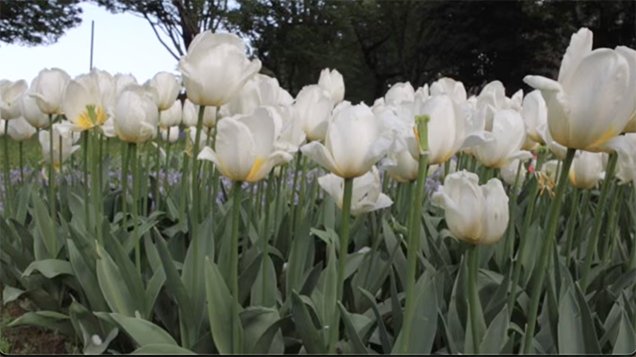 white tulip in the field