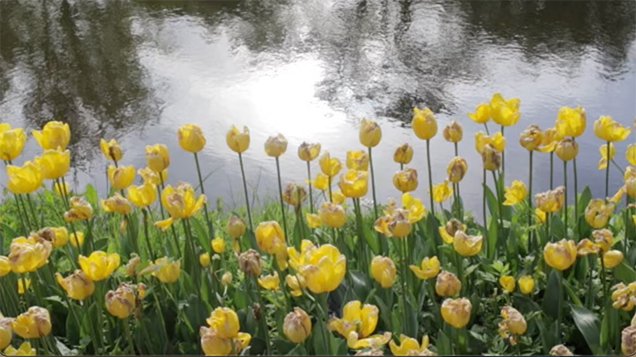 yellow tulip near the water