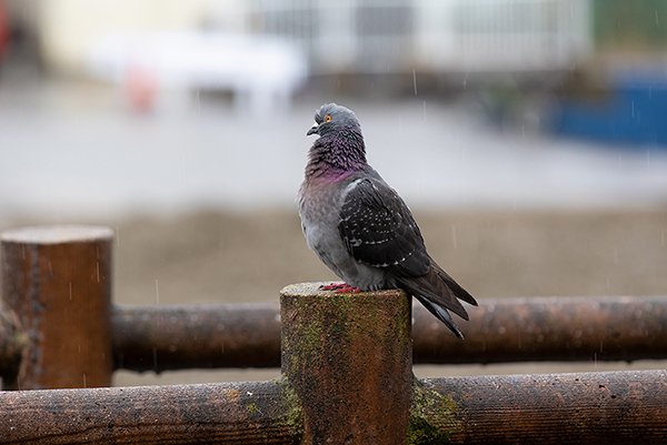 pigeon in the rain