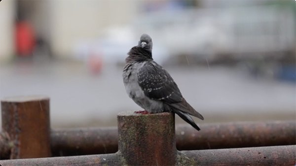 pigeon in the rain