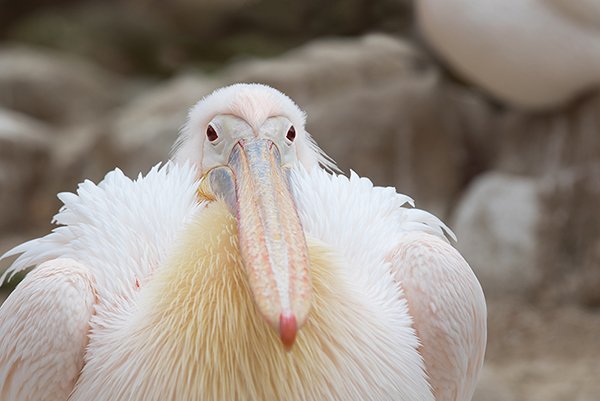 pelican in rest mode