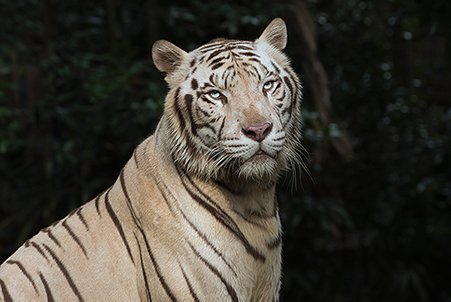 A portrait of a rare white tiger in the zoo