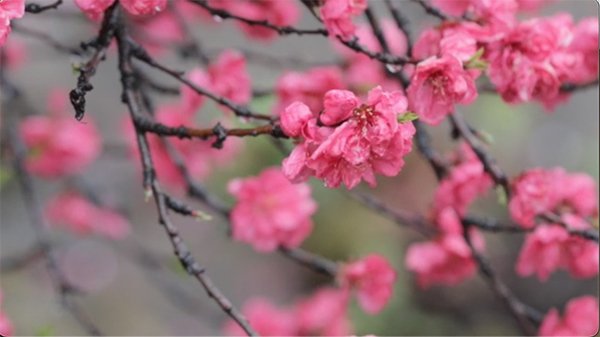 sakura tree