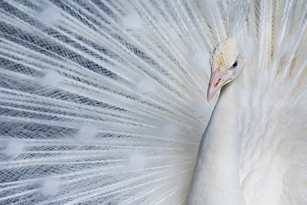 white peacock