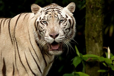 A portrait of a white tiger