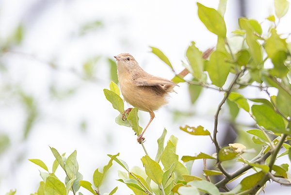 Small prinia bird on a green tree