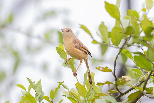 Small bird on a tree branch