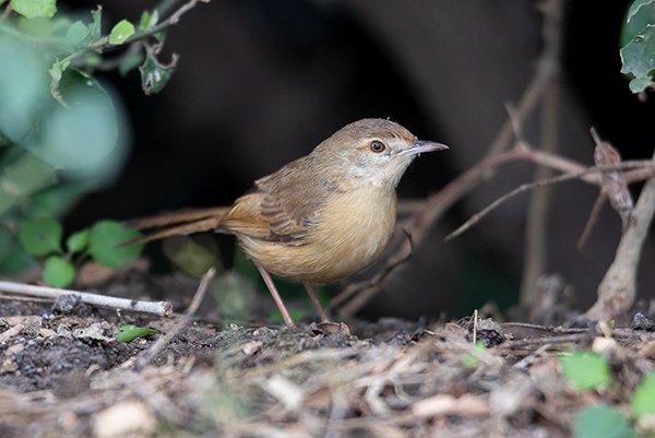 Small prinia bird