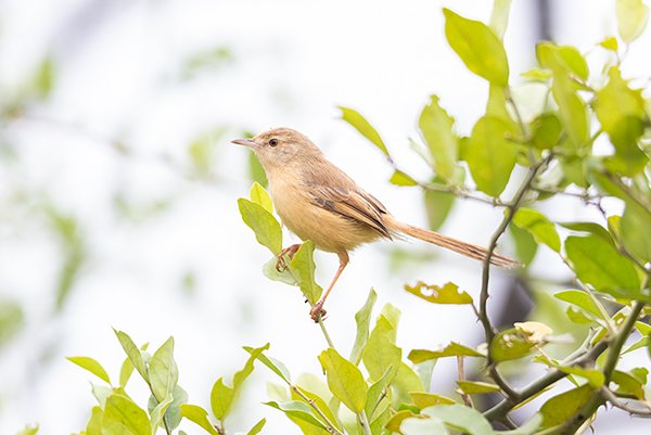 Small prinia bird also knows as Tawny bird