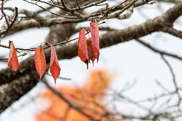 remaining red autumn leafs in winter season