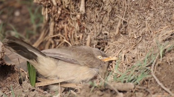 Babble bird on the ground