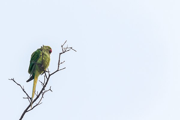 baby parrot on top of the tree branch