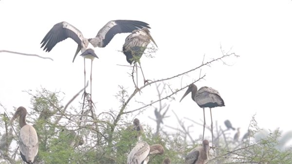 baby stork trying their first flight