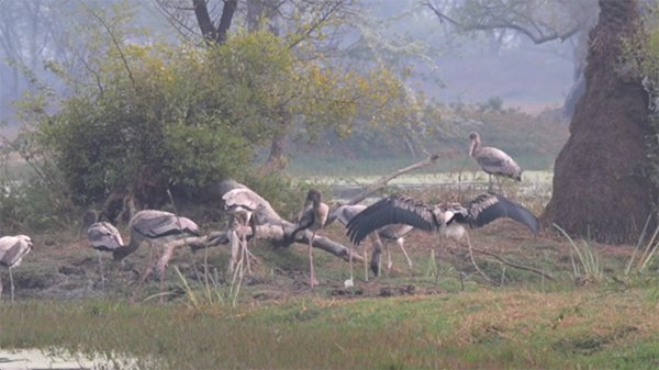 Baby stork outside their nest